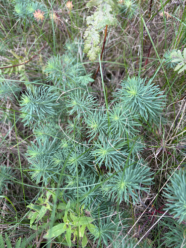 cypress spurge