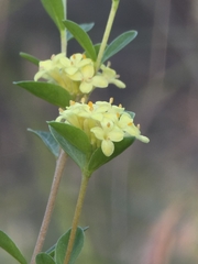 (c) Ian Rainbow, some rights reserved (CC BY) Pimelea flava, photograph (c) Ian Rainbow, some rights reserved (CC BY)