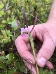 Cleistesiopsis divaricata