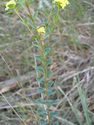 Pimelea flava, photograph 4