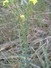 (c) Ian Rainbow, some rights reserved (CC BY) Pimelea flava, photograph (c) Ian Rainbow, some rights reserved (CC BY)