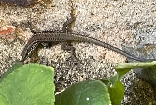 Green Iberian Wall Lizard