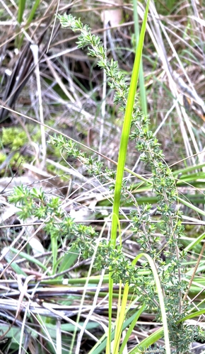 Pultenaea hispidula, photograph 1