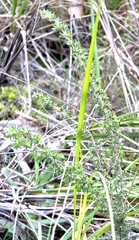 Pultenaea hispidula