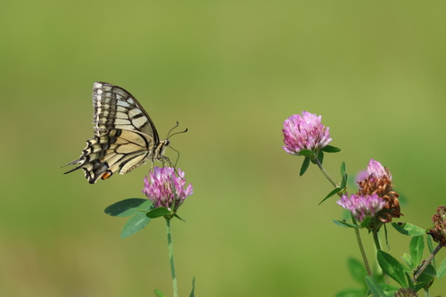 Old World Swallowtail