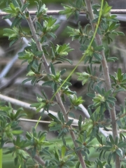 Pultenaea hispidula, photograph (c) Ian Rainbow, some rights reserved (CC BY)