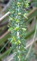 Pultenaea hispidula, photograph (c) Ian Rainbow, some rights reserved (CC BY)