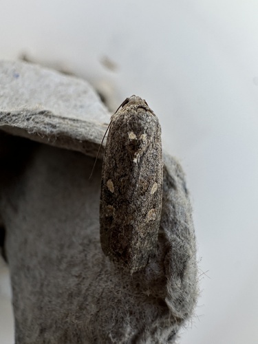 Beet Armyworm Moth
