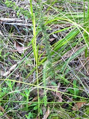 Pultenaea hispidula, photograph (c) Ian Rainbow, some rights reserved (CC BY)