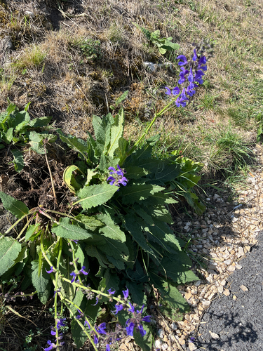 Meadow Sage