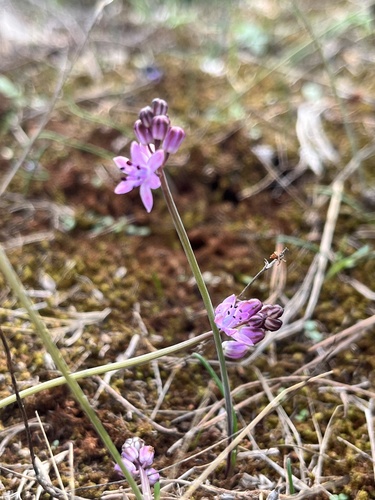 Autumn Squill