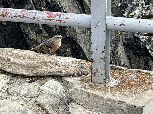 Alpine Accentor