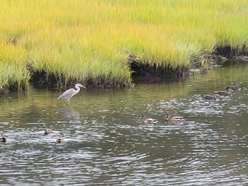 Great Blue Heron