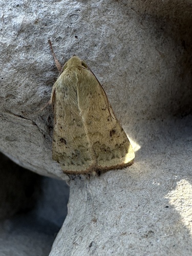 Cotton Bollworm Moth