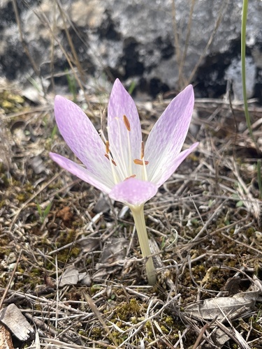 Colchicum haynaldii
