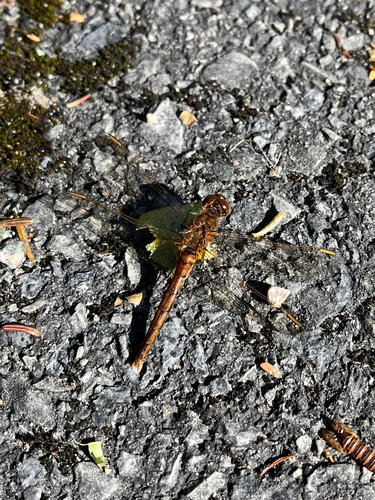 Saffron-winged Meadowhawk