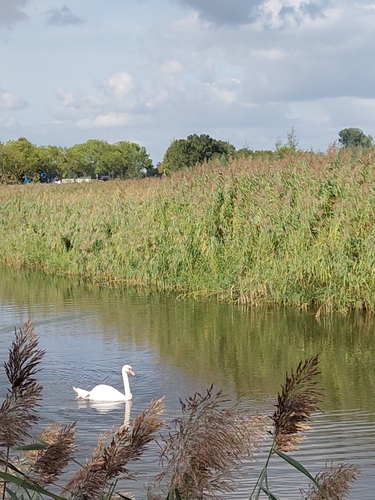 Mute Swan