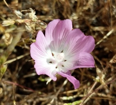 Sidalcea diploscypha