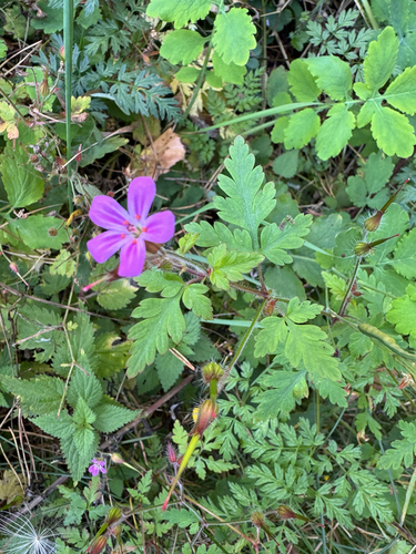 Herb Robert