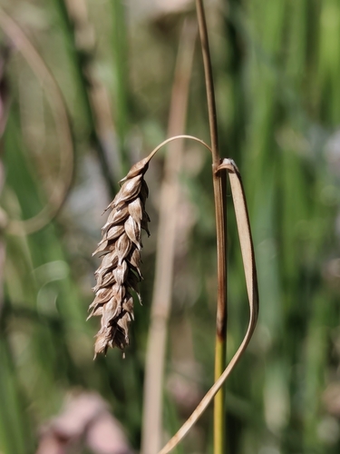 Carex distans, 2026-09-21
