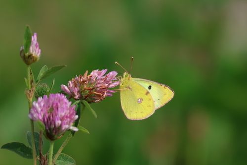 Pale Clouded Yellow