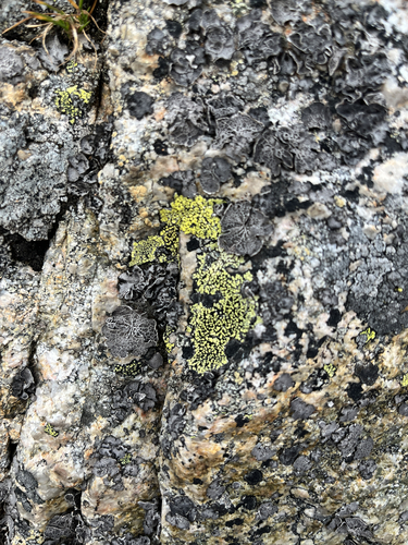 yellow map lichen