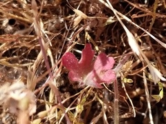 Sidalcea diploscypha