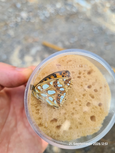 Queen of Spain Fritillary