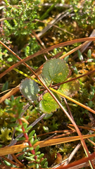 Betula nana