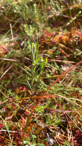 Wild Rosemary