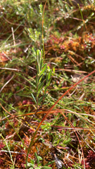 Andromeda polifolia, photograph author not stated, no rights reserved