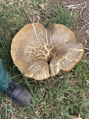 salmon gum mushroom