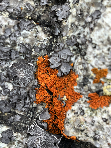 Elegant Sunburst Lichen