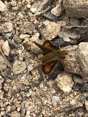 Ochlodes agricola