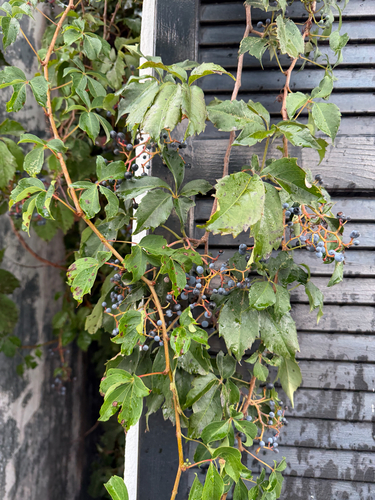 Virginia creeper