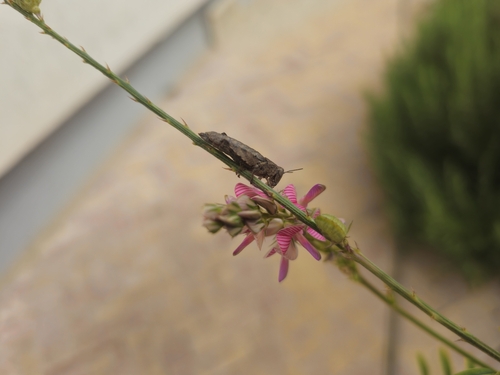 Common Maquis Grasshopper