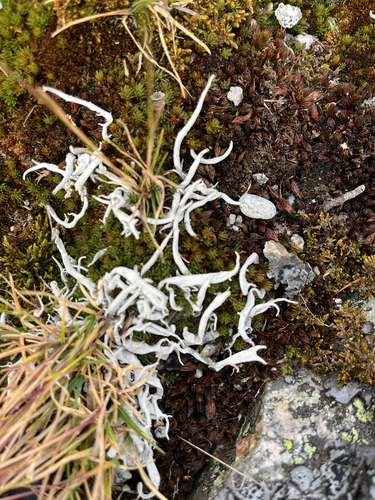 Whiteworm Lichen