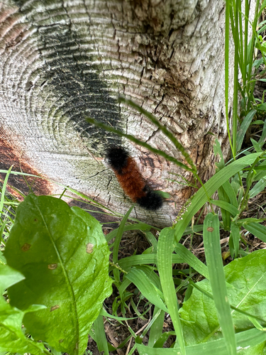 Isabella Tiger Moth
