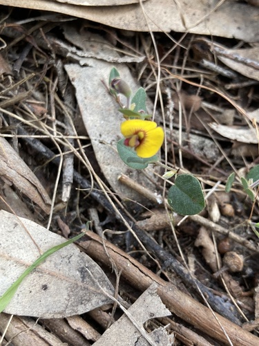 creeping bossiaea