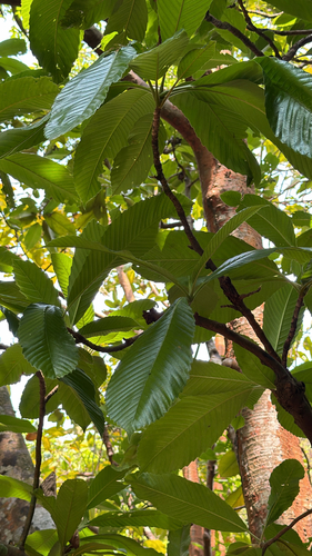 Dillenia indica observed 2026-09-21