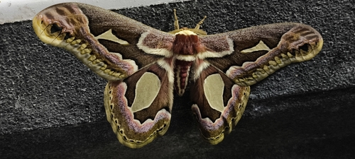 Rothchild's Atlas Moth