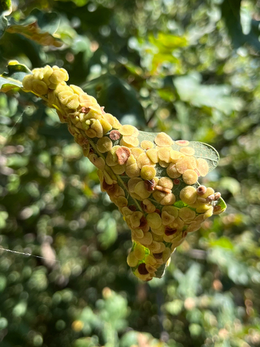 Common Spangle Gall Wasp