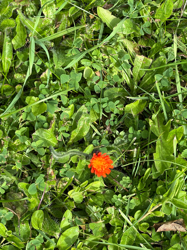 orange hawkweed