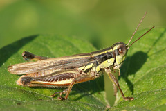 Dichroplus elongatus