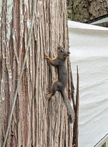 Douglas's Squirrel