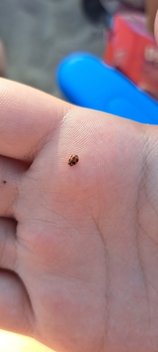 Vedalia Beetle
