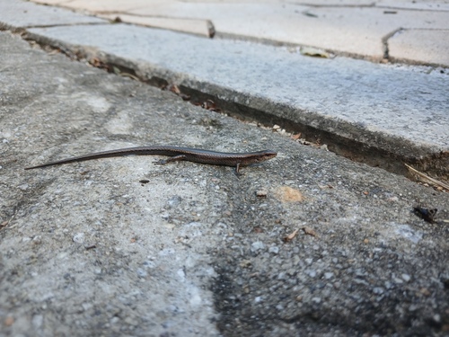 Tsushima Ground Skink