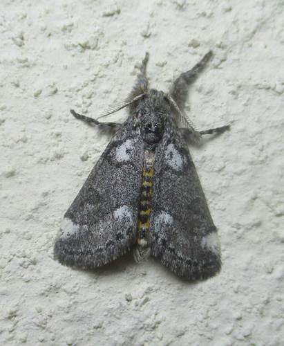 Salvatgea xanthosoma