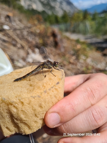 Common Darter