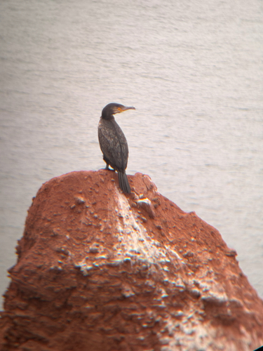 Great Cormorant